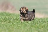 DOGUE DU TIBET 289